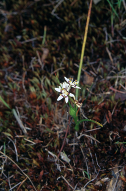 APII jpeg image of Wurmbea dioica subsp. dioica  © contact APII