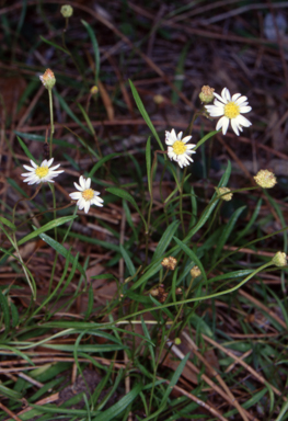 APII jpeg image of Brachyscome graminea  © contact APII