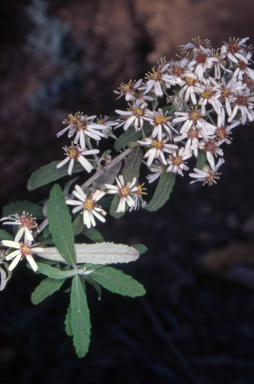 APII jpeg image of Olearia phlogopappa  © contact APII