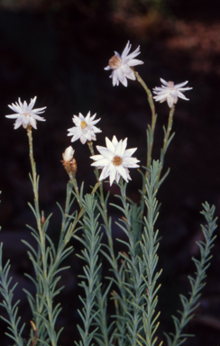 APII jpeg image of Rhodanthe anthemoides  © contact APII