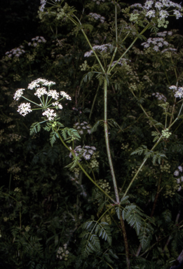 APII jpeg image of Conium maculatum  © contact APII