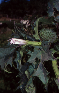 APII jpeg image of Datura stramonium  © contact APII