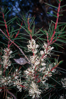 APII jpeg image of Hakea decurrens subsp. decurrens  © contact APII