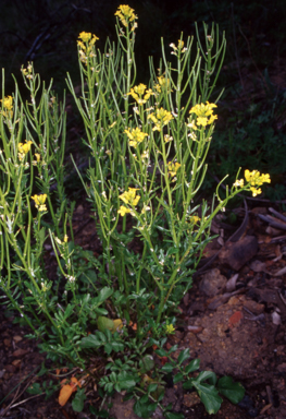 APII jpeg image of Barbarea verna  © contact APII