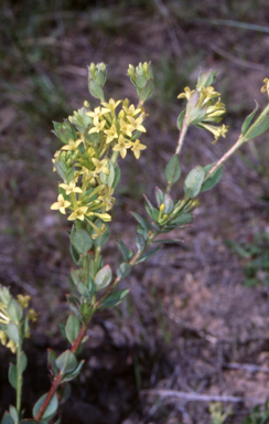 APII jpeg image of Pimelea curviflora var. acuta  © contact APII
