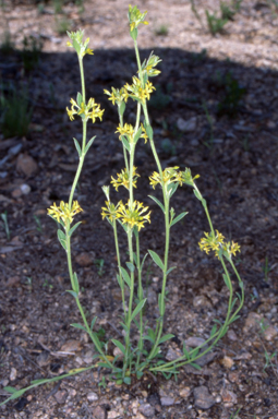 APII jpeg image of Pimelea curviflora var. sericea  © contact APII