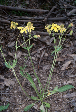 APII jpeg image of Goodenia arguta  © contact APII