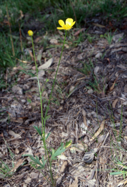 APII jpeg image of Ranunculus lappaceus  © contact APII