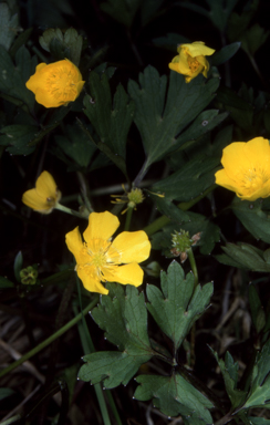APII jpeg image of Ranunculus repens  © contact APII