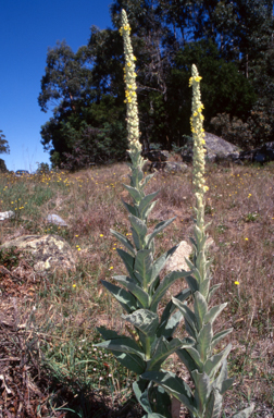 APII jpeg image of Verbascum thapsus subsp. thapsus  © contact APII