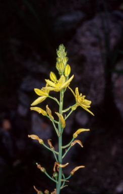 APII jpeg image of Bulbine glauca  © contact APII