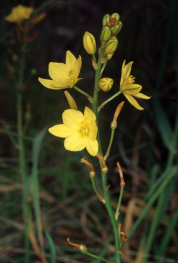 APII jpeg image of Bulbine bulbosa  © contact APII