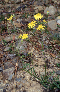 APII jpeg image of Senecio pinnatifolius var. alpinus  © contact APII