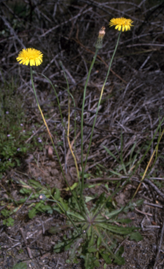 APII jpeg image of Hypochaeris radicata  © contact APII