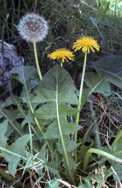 APII jpeg image of Taraxacum sect. Hamata  © contact APII