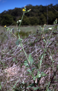 APII jpeg image of Sonchus asper  © contact APII