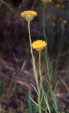 APII jpeg image of Rutidosis leptorhynchoides  © contact APII