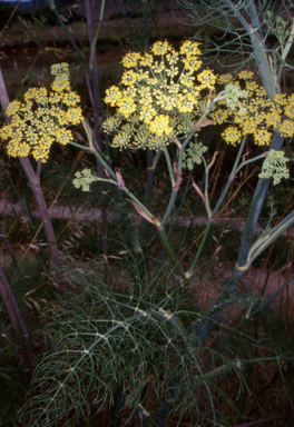 APII jpeg image of Foeniculum vulgare  © contact APII