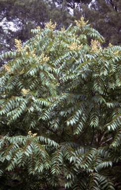 APII jpeg image of Ailanthus altissima  © contact APII