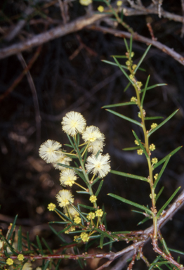 APII jpeg image of Acacia genistifolia  © contact APII