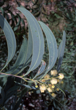 APII jpeg image of Acacia falciformis  © contact APII
