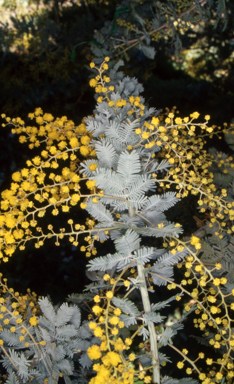 APII jpeg image of Acacia baileyana  © contact APII