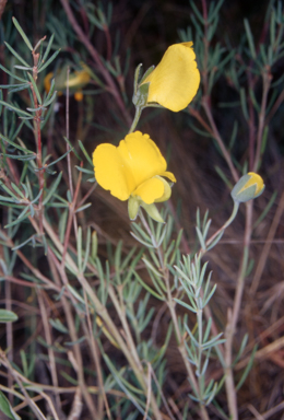 APII jpeg image of Gompholobium huegelii  © contact APII