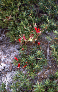 APII jpeg image of Styphelia humifusa  © contact APII