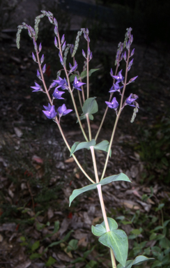 APII jpeg image of Veronica perfoliata  © contact APII