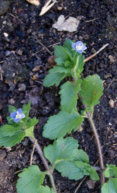 APII jpeg image of Veronica persica  © contact APII