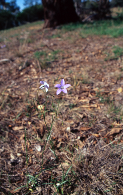 APII jpeg image of Wahlenbergia capillaris  © contact APII