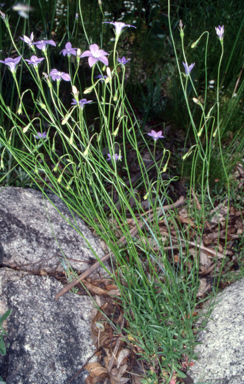 APII jpeg image of Wahlenbergia stricta subsp. stricta  © contact APII