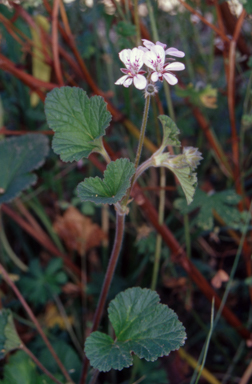 APII jpeg image of Pelargonium australe  © contact APII