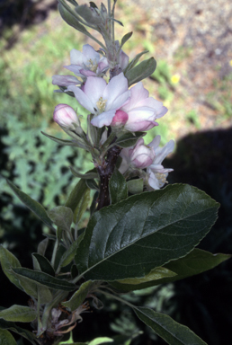 APII jpeg image of Malus domestica  © contact APII