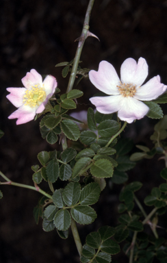 APII jpeg image of Rosa rubiginosa  © contact APII