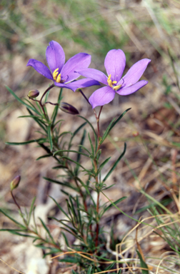 APII jpeg image of Cheiranthera linearis  © contact APII