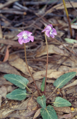 APII jpeg image of Viola betonicifolia  © contact APII