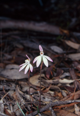 APII jpeg image of Caladenia fuscata  © contact APII