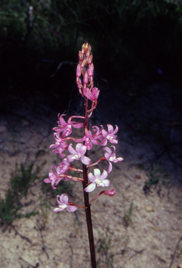 APII jpeg image of Dipodium roseum  © contact APII