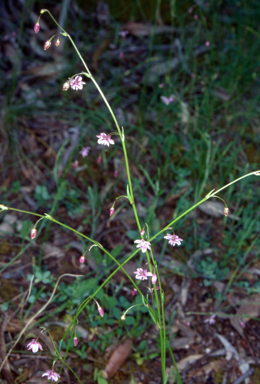 APII jpeg image of Arthropodium minus  © contact APII