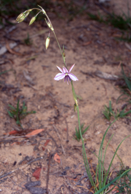 APII jpeg image of Arthropodium fimbriatum  © contact APII