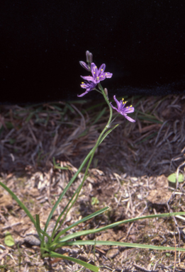 APII jpeg image of Caesia calliantha  © contact APII