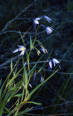 APII jpeg image of Stypandra glauca  © contact APII