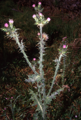 APII jpeg image of Carduus tenuiflorus  © contact APII