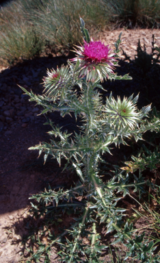 APII jpeg image of Carduus nutans  © contact APII