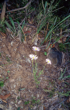 APII jpeg image of Brachyscome rigidula  © contact APII