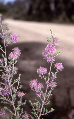 APII jpeg image of Kunzea parvifolia  © contact APII