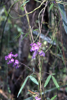 APII jpeg image of Glycine clandestina  © contact APII