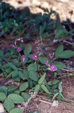 APII jpeg image of Glycine tabacina  © contact APII
