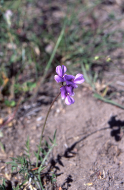 APII jpeg image of Swainsona behriana  © contact APII